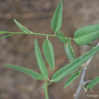 Cadaba fruticosa (L.) Druce